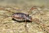 Platybunus sp.